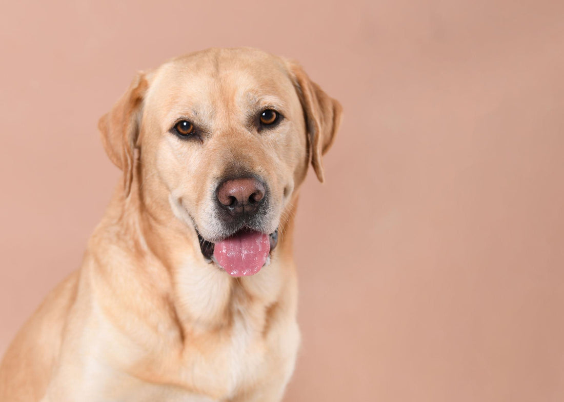 Antiparasitaires chien : ce que personne ne t’explique vraiment
