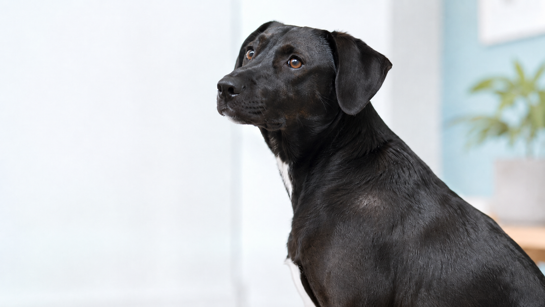 Perte de poils chez le chien : comment comprendre une alopécie