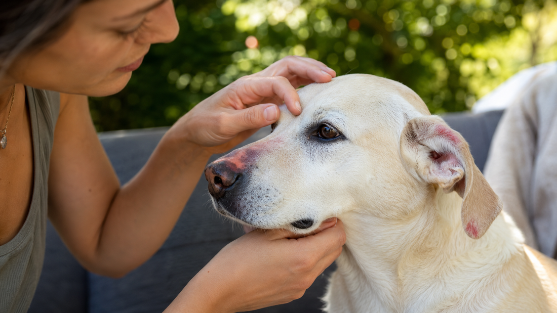 Mon chien peut-il attraper un coup de soleil ? Les signes à reconnaître
