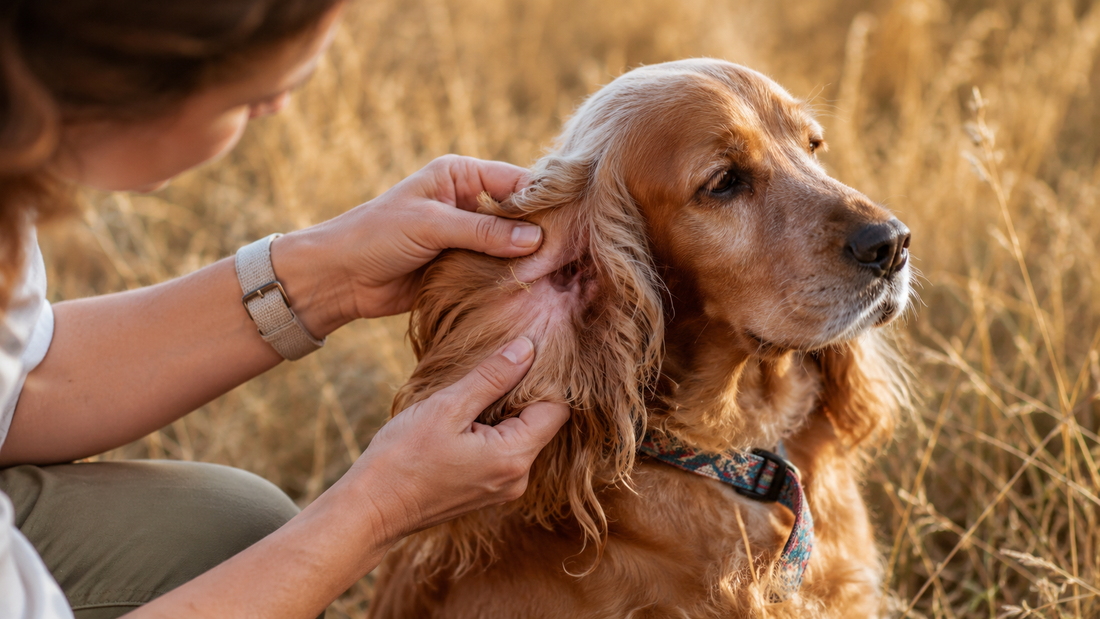 Épillets chez le chien : le danger d’été à ne jamais sous-estimer