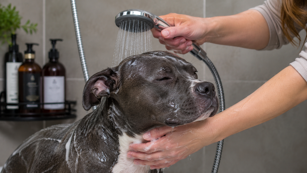 Shampooing pour chien à poil court : les ingrédients à éviter pour ne pas décaper sa peau