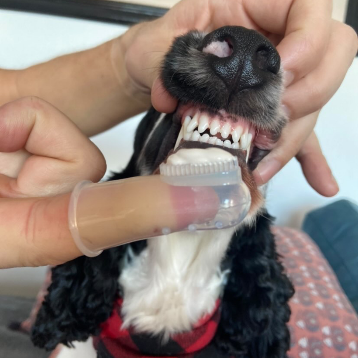 Chien pendant le brossage des dents avec un doigtier souple, geste de soin bucco-dentaire pour aider à retirer les dépôts et limiter la plaque dentaire.