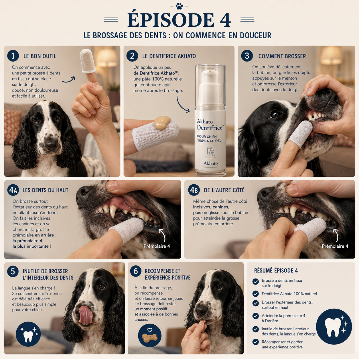 Infographie montrant un cocker noir et blanc dans un salon cosy pendant les différentes étapes du brossage dentaire : utilisation d’une brosse à doigt en tissu avec le dentifrice DermoPlaque™ AKHATO, brossage de l’extérieur des dents du haut jusqu’à la prémolaire 4, puis récompense. L’intérieur des dents n’est pas brossé, car la langue s’en charge.