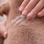 main appliquant une mousse légère sur poil ras de chiot, nettoyage doux respectant l’équilibre cutané