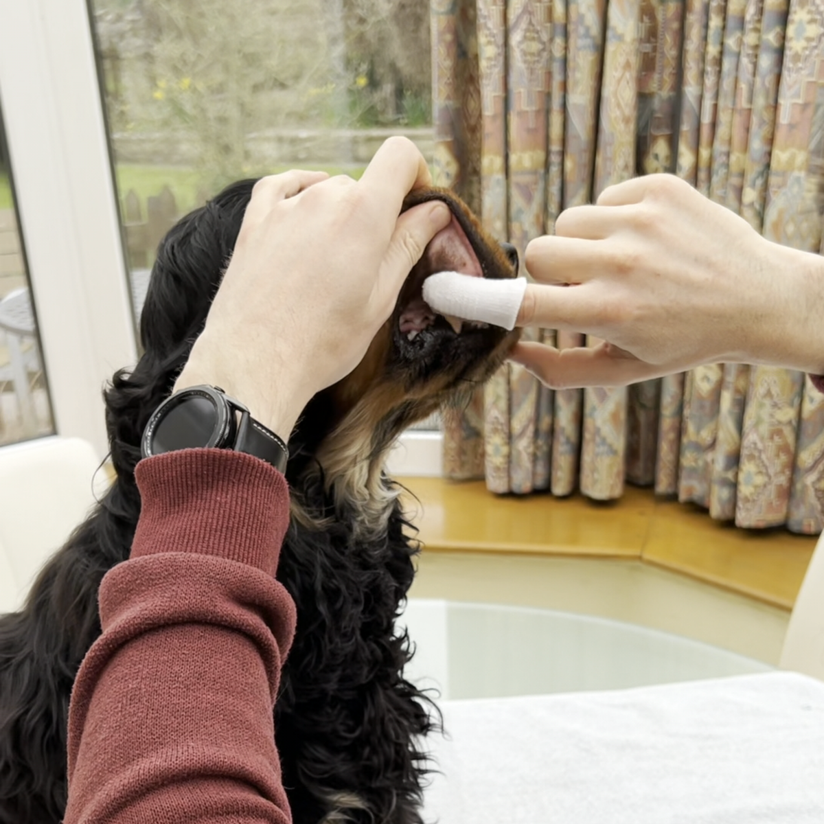 Chien pendant le nettoyage des dents avec un doigtier souple, geste progressif pour habituer le chien au soin bucco-dentaire et accompagner l’hygiène de la bouche.

