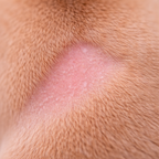 peau chien abîmée barrière cutanée altérée sécheresse micro squames avant réparation