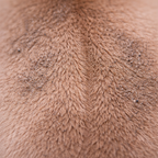 poil ras chiot avec particules de pollution et poussières visibles, peau légèrement déséquilibrée avant lavage dermatologique