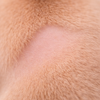 peau chien réparée barrière cutanée restaurée texture saine uniforme sans irritation
