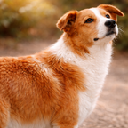 Chien au pelage propre et sain après utilisation de Dermatick, moins de parasites visibles dans le poil