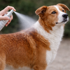Application du spray Dermatick sur le pelage du chien avant promenade pour limiter la présence de tiques dans le poil